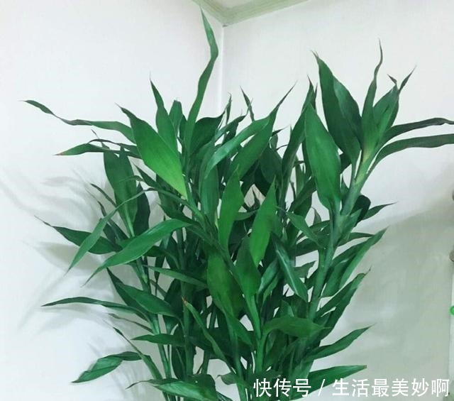 3种贱花,普通人很难养开花,养上十来年,仙花十足,福气自然来!