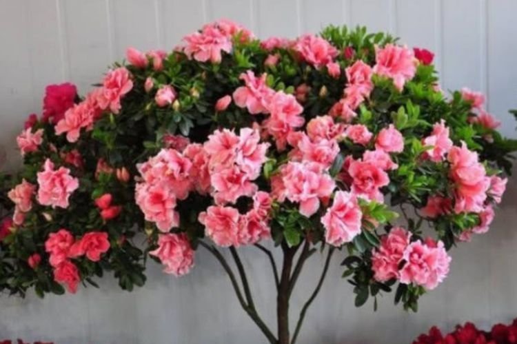 家里阳台必养此款花卉，谁见了都喜欢，花朵漂亮，花开旺！