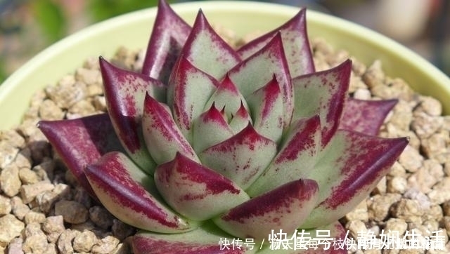 适合新手养护的4款经典多肉，便宜好养易上色，花友几乎都养过