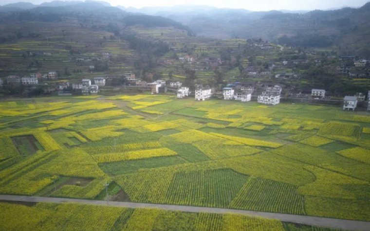 黄坪|桐梓：狮溪镇3000亩油菜花开，等你来看！