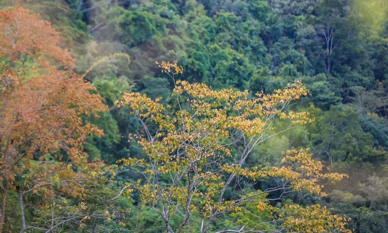 景观|探秘霸王岭国家森林公园：物种丰富、青山环绕的“天然氧吧”