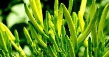 老人痴呆症|农村人都在吃的野菜 可治疗老人痴呆症 目赤 夜盲