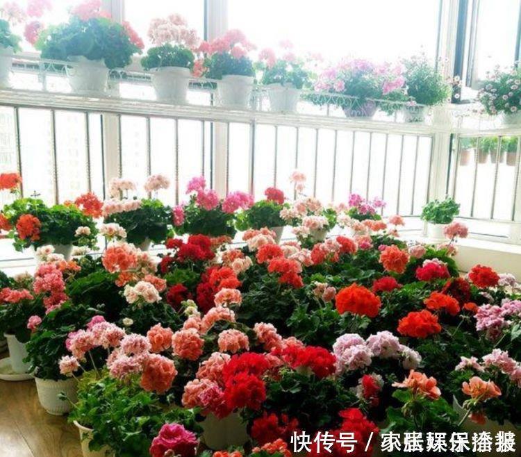 长寿花|适合阳台养的4种花,花美色艳,一言不合就爆盆,你一定喜欢