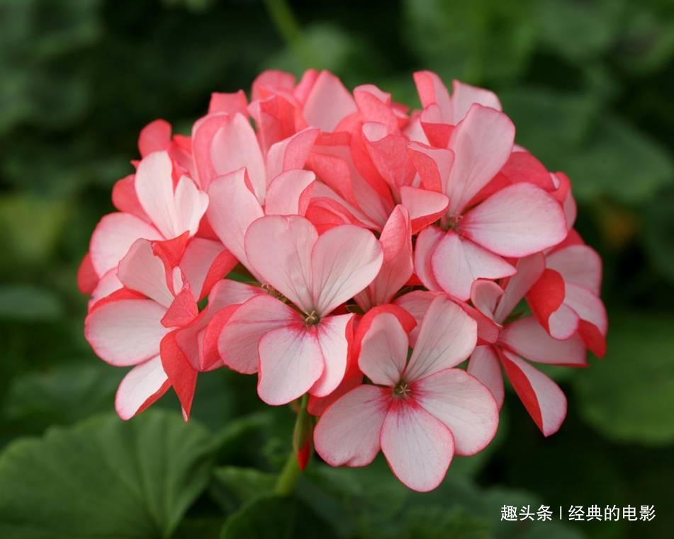此花颜色绚丽多彩,犹如一个妩媚的女子,有幸福就在身边的寓意