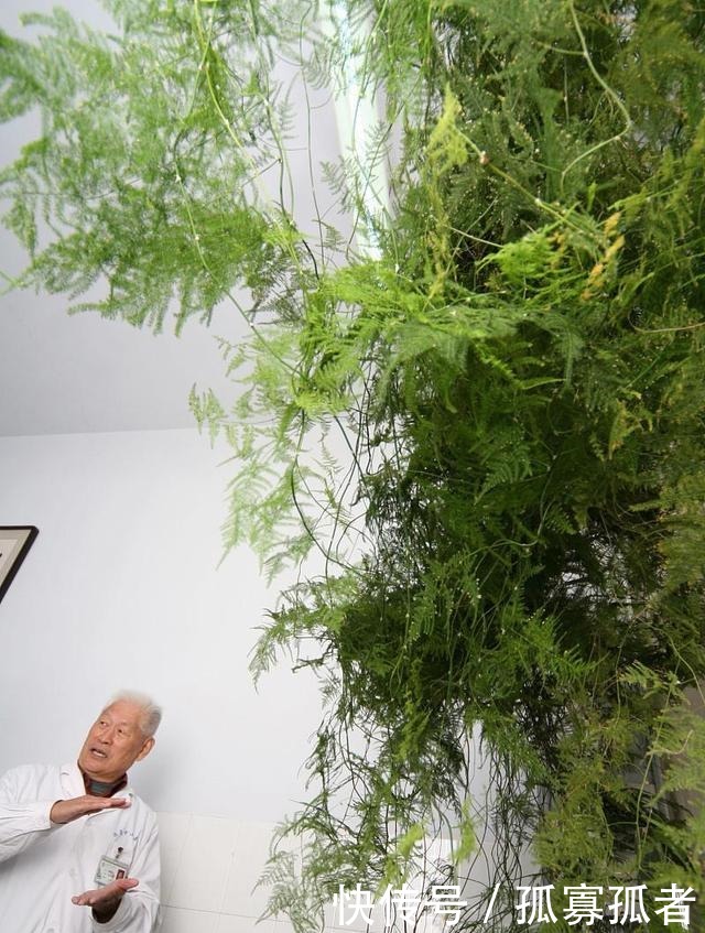 客厅2种花，别养成“巨无霸”，我家的已经处理了！