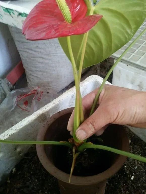 虎皮兰,红掌,吊兰养成老桩,变成大树,真壮观