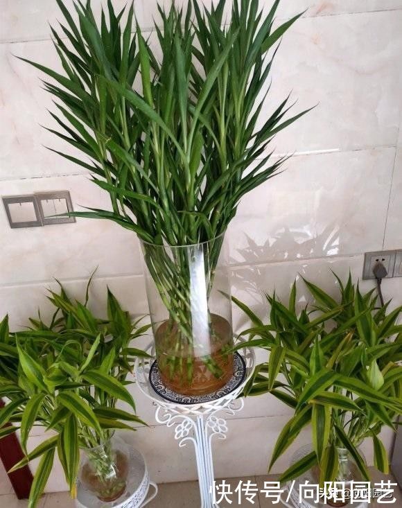 两种水养绿植，铜钱草，富贵竹，在客厅养一盆，好运自然来