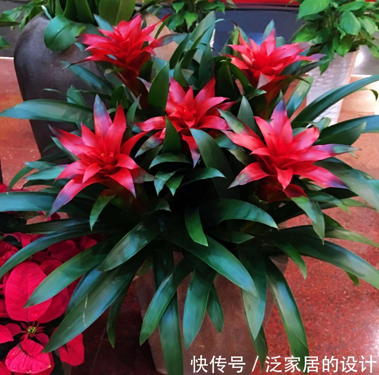 土壤|养花没有养分来源?学会这方法,一些树皮就能轻松搞定问题