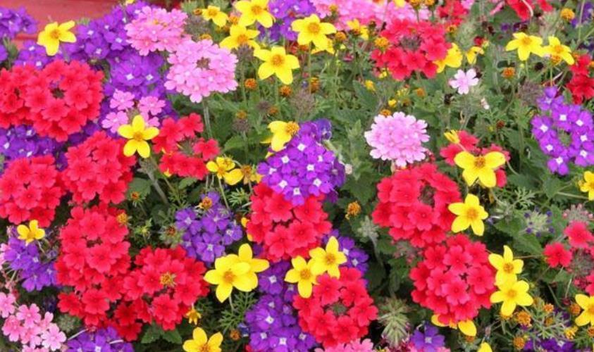 4款艳美的花卉,堪称花卉“劳模”,一年四季开花不停!