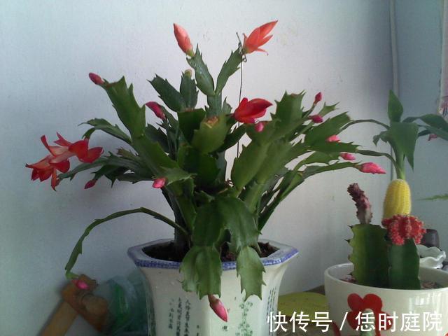 果皮|“嘴馋”的蟹爪兰,就喜欢2种酸,浇一点蹭蹭长,花期早开花