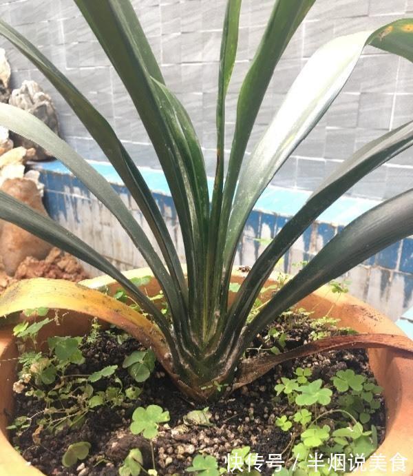 君子兰死气沉沉软绵绵就几个原因，现在学会，不耽误冬天开花