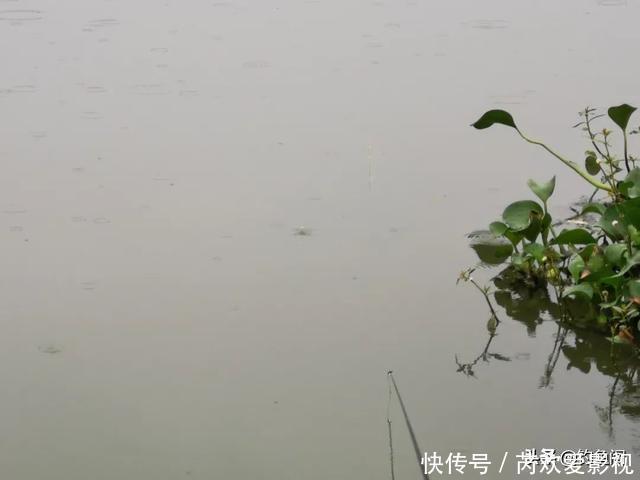 鱼口|轻口鱼难钓？按我的方法做一钓一个准，再小的口也能逮住