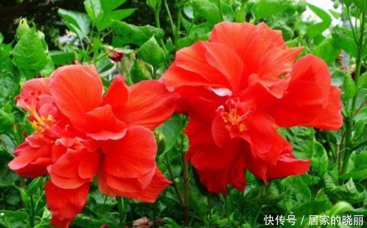 家里要养4种花,开花吉祥又喜庆,一开就300多天!