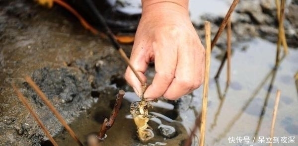 女子用“毛笔”钓出这东西,市场卖30一斤,一天能钓三十多斤
