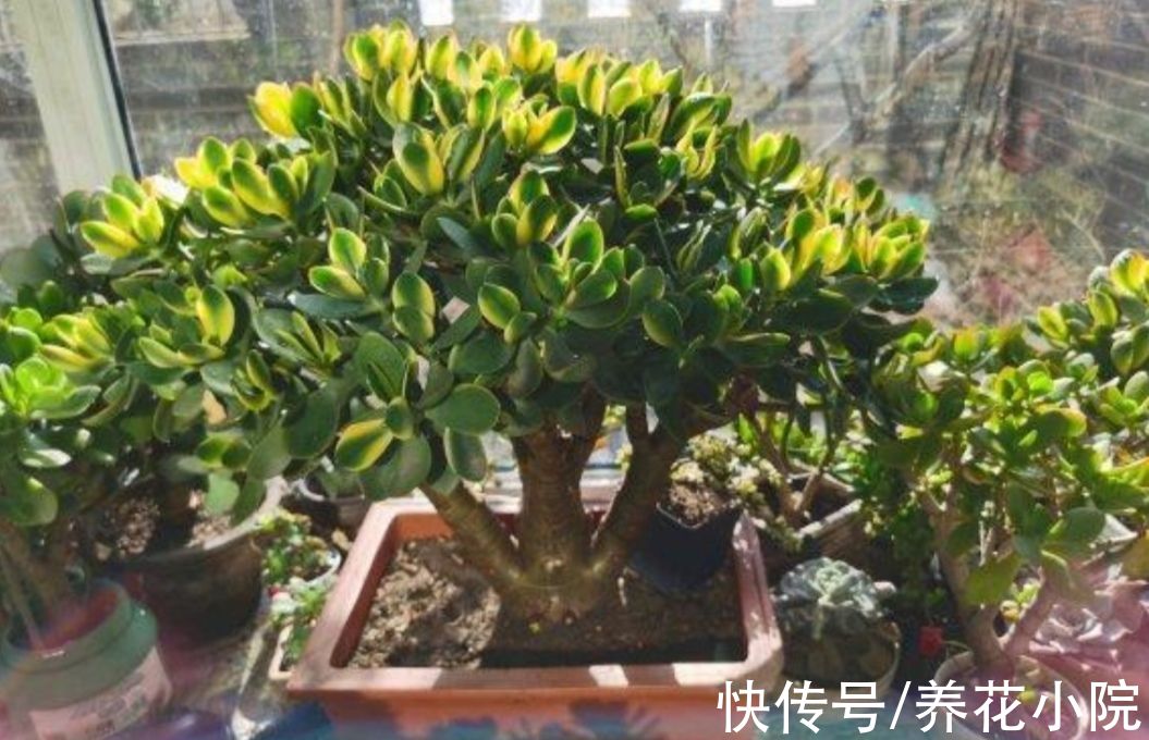 植物|玉树有“3怕2喜”，做好这几点，养成漂亮的盆景
