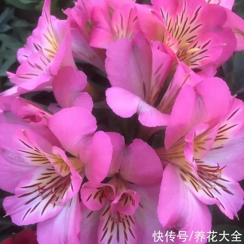 六出花|六出花耐旱好养，猛地一看像百合，花纹别致多彩