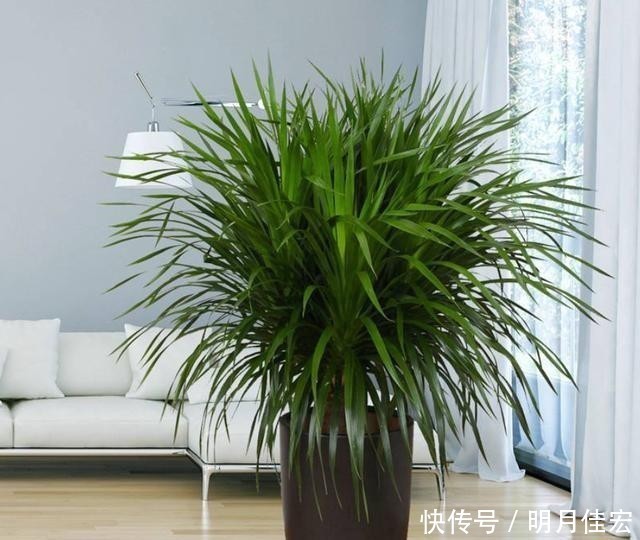 4种可以在家中盆栽的“树”,皮实好养颜值高,第四种养的人很少