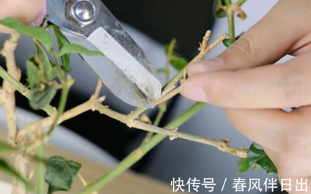 施肥|8种花赶紧剃头,剃得越狠,开花越多