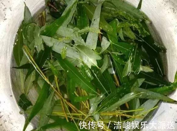 蚜虫|自制养花杀菌水,7天浇一勺,花不生虫不烂根