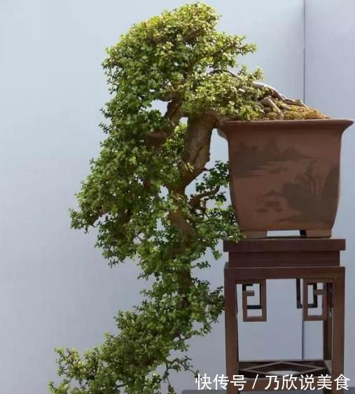 想要养出“老桩盆景”，首选这“2种”植物，6个月就能养成