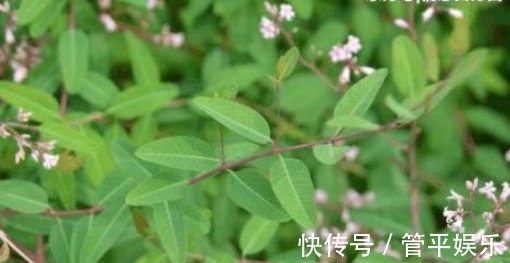 可菜|农村不起眼的野草,营养丰富,价值高可菜可药