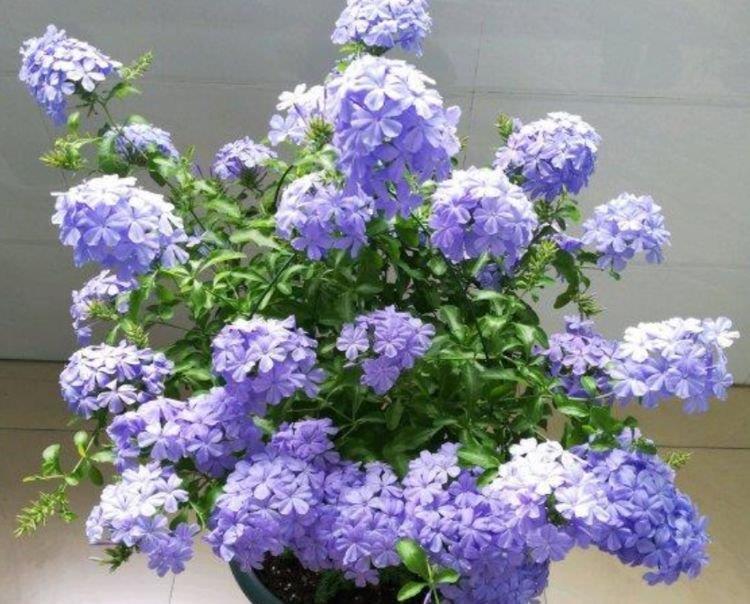 阳台养这几朵花,花开不断,好养易开花,养在家中香飘满屋