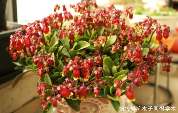 春天养“勤花”,盆栽此3样,照顾到“重点”,四季开不停