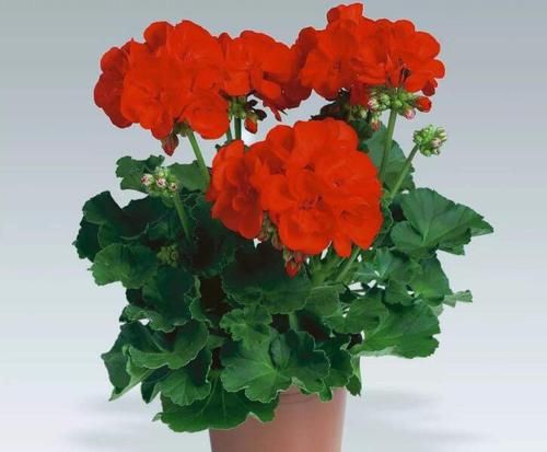 扦插|天竺葵怎么扦插容易成活？教你4个小妙招，天竺葵生根快，易成活