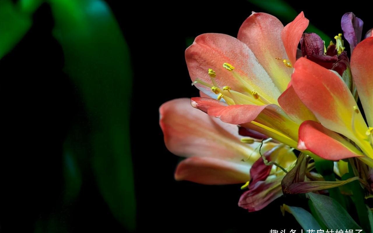 冬天养君子兰,满足它8个要求,花箭蹭蹭窜,开花就这么容易