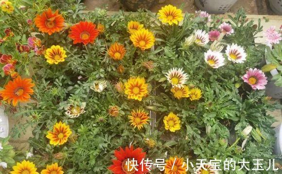 记录一下我养过的花,1000多盆都有啥