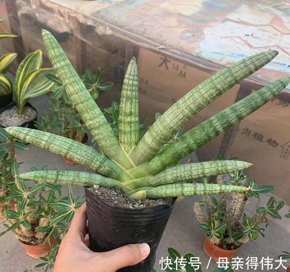 虎皮兰中的新品种佛手,长相个性养护简单,做好2点还能爆小崽