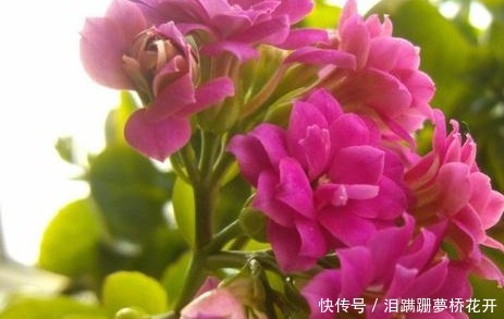 长寿花喂点这些垃圾,既实用又省花肥,轻松爆盆拦不住