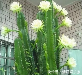 花卉|什么富贵竹、发财树都不如养“4种”花,旺财又镇宅,越养越值钱