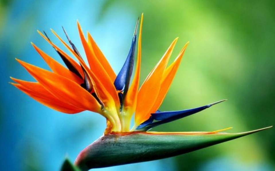 3种花养在家里，一整年都有好运气，浇水就疯长，开花爆盆很容易