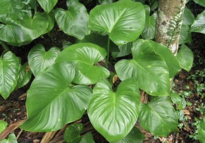 中药方|专治“腰疼”的中药方，腰不疼，腿不酸，送给天下老年人