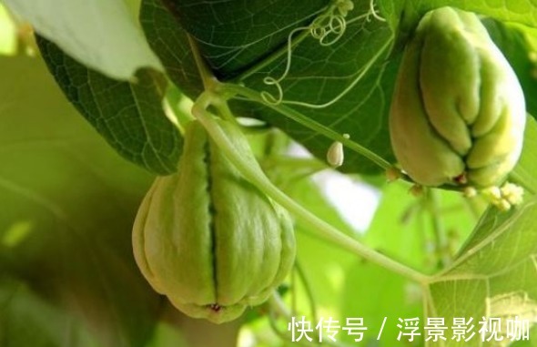 佛手瓜利尿排钠|佛手瓜利尿排钠、提高智力,如何收获高产的佛手瓜,只需掌握一点