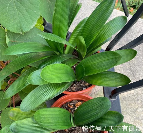 根系|夏天养君子兰,记住“2不要”,高温下好度夏,一连能养很多年