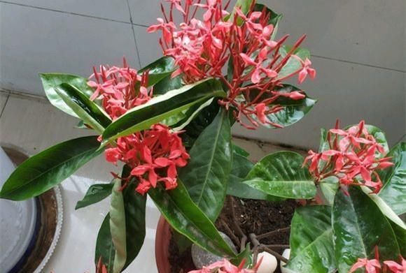 这种“漂亮”的花卉,适合养阳台,家里栽2盆,长得旺、花开多