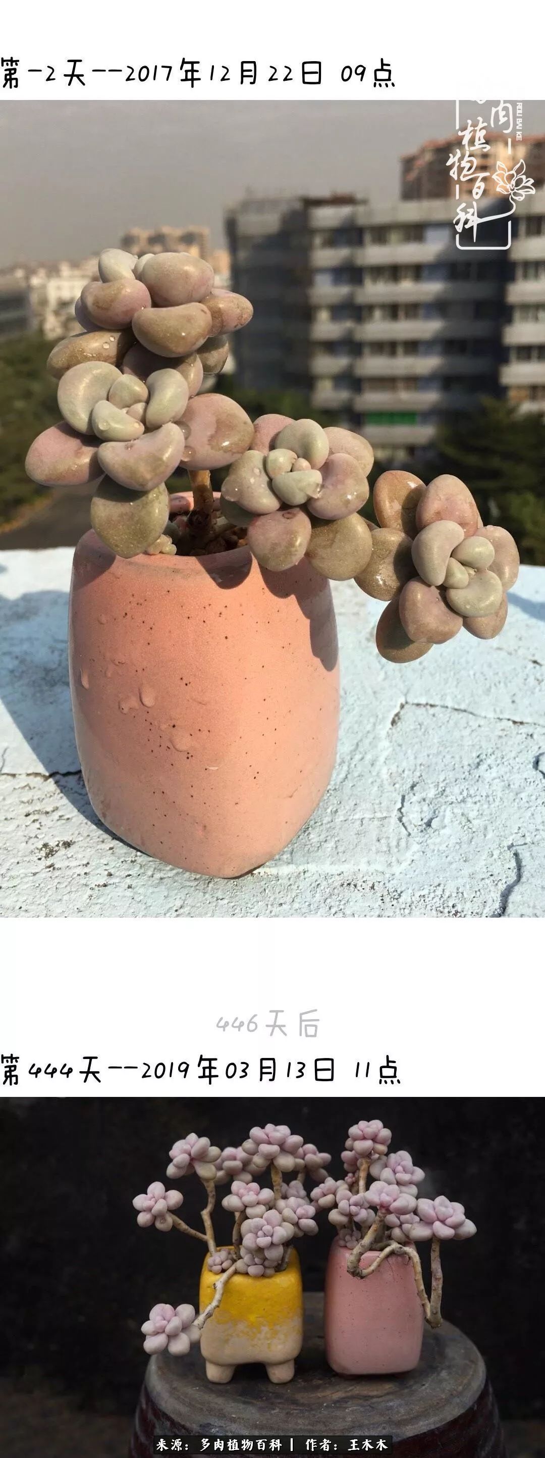 爱上多肉的第三个年头回看励志对比图，感悟岁月静好！