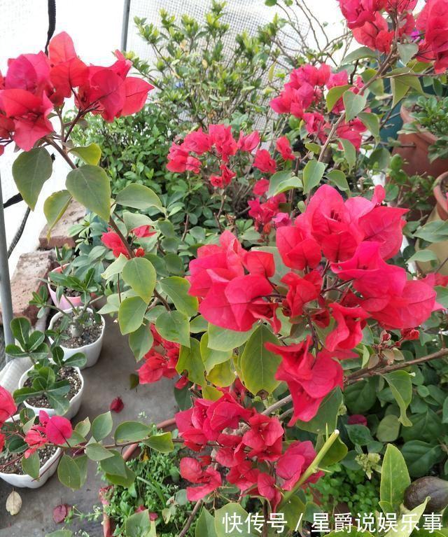 7种大盆栽,冬天正“虚弱”,赶紧断水,多浇一杯水,灌死一大片