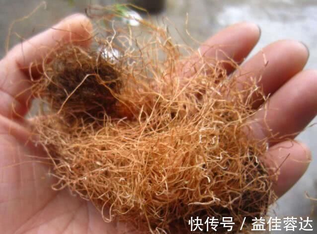 血管|高血压“最怕”此种茶,三伏天常喝它,能降低血压,软化血管!