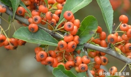 狗枣|农村最常见的7大野果,第五种果实藏在枝叶当中