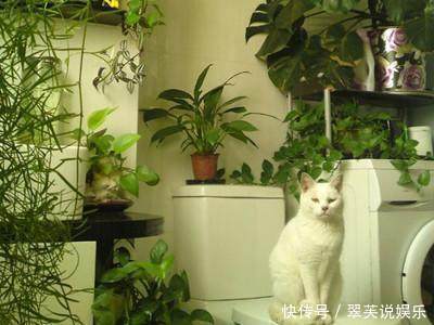 净化|这6种花超耐阴,放在卫生间养,不仅能消除异味还能净化空气!