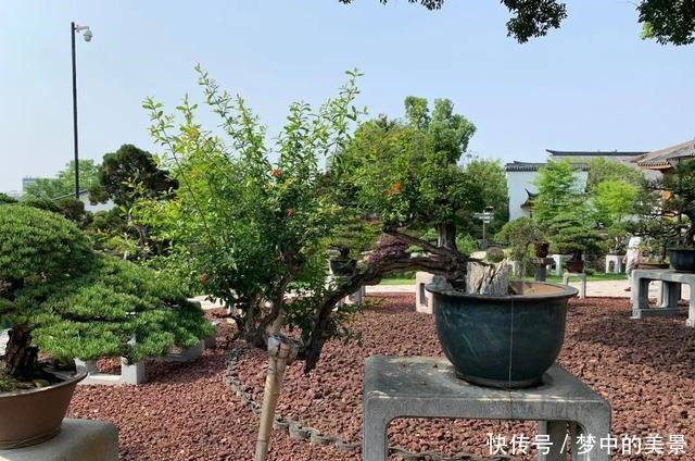 百年石榴盆景今又盛放