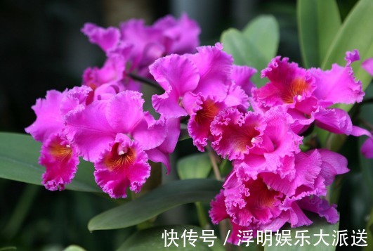 波浪状|夏天不知道养什么花,这些花朵花大色艳,夏天好养活,花香还浓