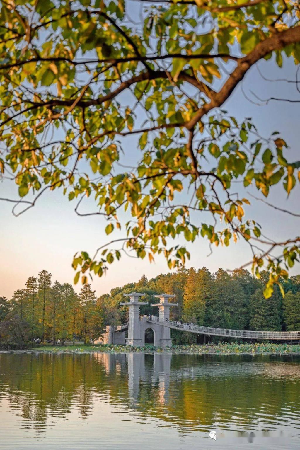 上图片取景|武汉冬景，才不是你想的那样！