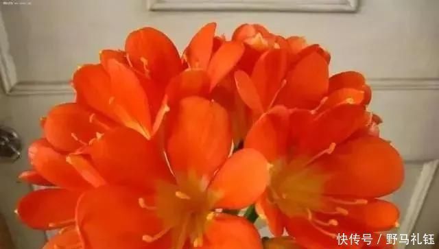 发财树|富裕家庭,这“3种花”会养在客厅,个个寓意好,胜过发财树