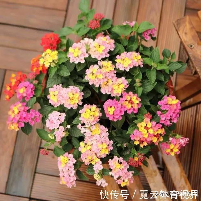 这六种花都是“毒花”，家里有老人、小孩、孕妇的，千万要慎养！