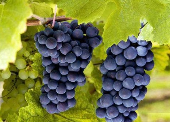 骆驼肉|常吃葡萄的人要知道,葡萄不能跟几种食物一起吃,爱吃的人要留意