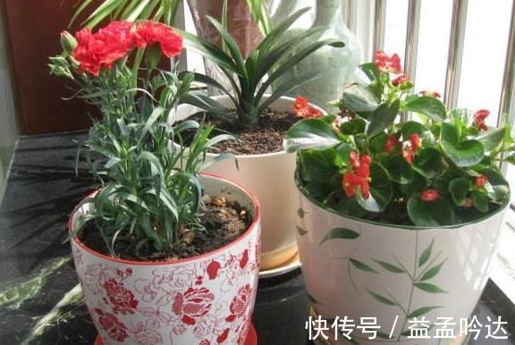 “玉米棒”还在扔往盆里一塞,等于“促花激素”,花开爆不停